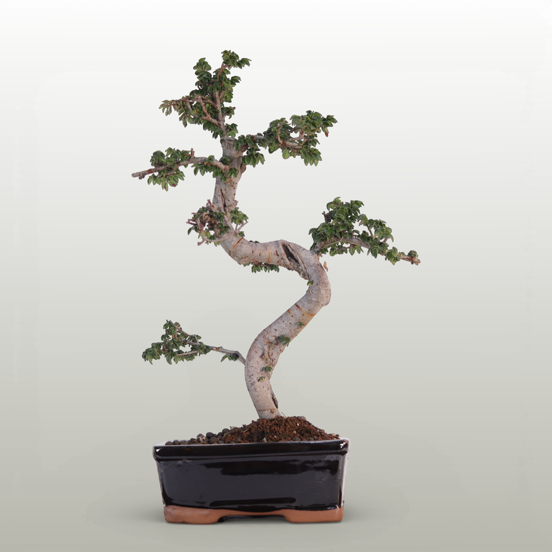 Chinese Elm (Ulmus Parvifolia) Bonsai Tree | Shaped | In 18cm Pot | Great Gift - image 2