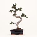Chinese Elm (Ulmus Parvifolia) Bonsai Tree | Shaped | In 18cm Pot | Great Gift