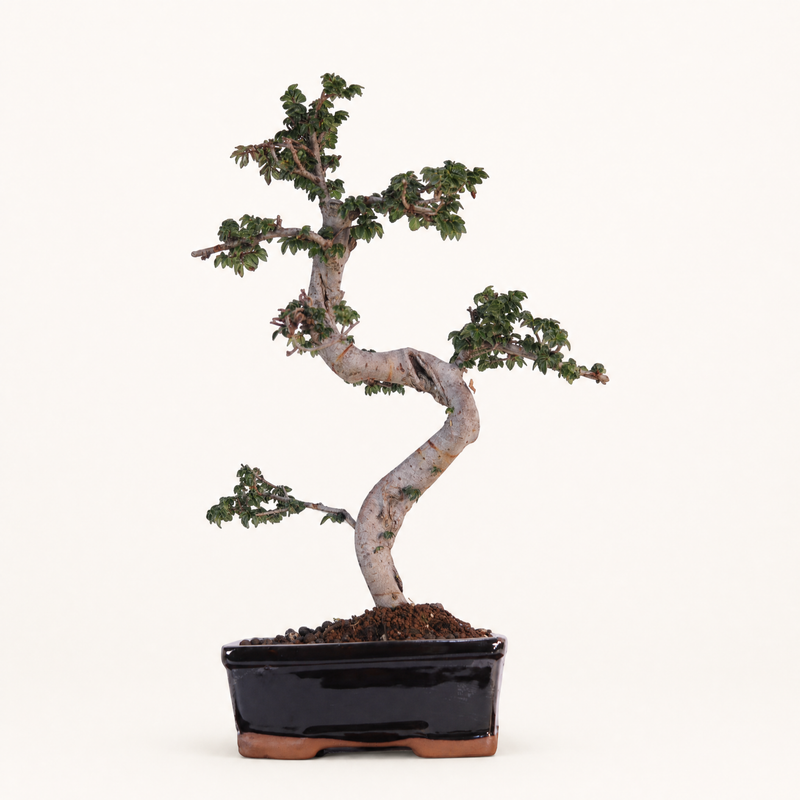 Chinese Elm (Ulmus Parvifolia) Bonsai Tree | Shaped | In 18cm Pot | Great Gift - image 1