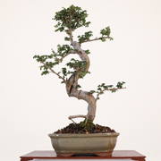 Chinese Elm (Ulmus Parvifolia) Bonsai Tree | Shaped | In 18cm Pot | Great Gift - image 4