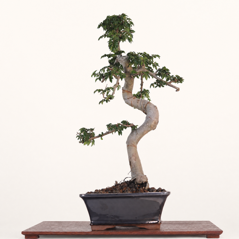 Chinese Elm (Ulmus Parvifolia) Bonsai Tree | Shaped | In 18cm Pot | Great Gift - image 3