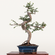 Chinese Elm (Ulmus Parvifolia) Bonsai Tree | Shaped | In 18cm Pot | Great Gift - image 5