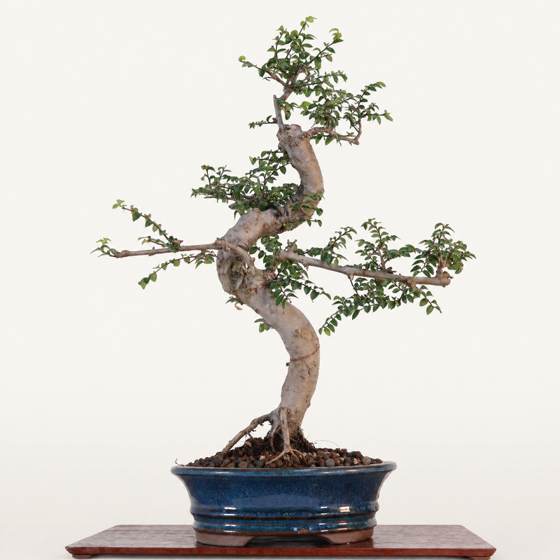 Chinese Elm (Ulmus Parvifolia) Bonsai Tree | Shaped | In 18cm Pot | Great Gift - image 5